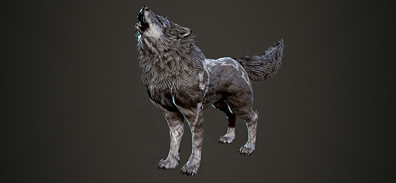 BDO Giving Away 30 Borrum Wolf Pets To Celebrate The Archer Class And The Kamasylvia Region Arrived Xbox